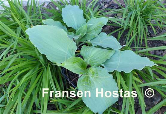 Hosta A Scape Plan